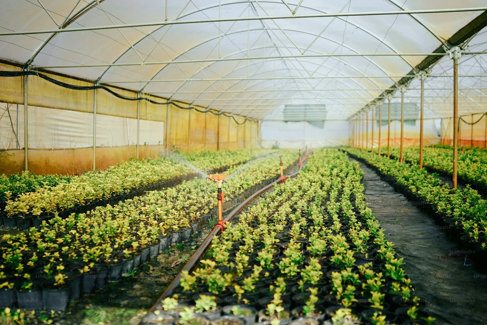 Rows of green plants inside a greenhouse